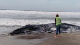 Pinamar: encuentran muerta a una ballena en la playa e investigan qué pasó