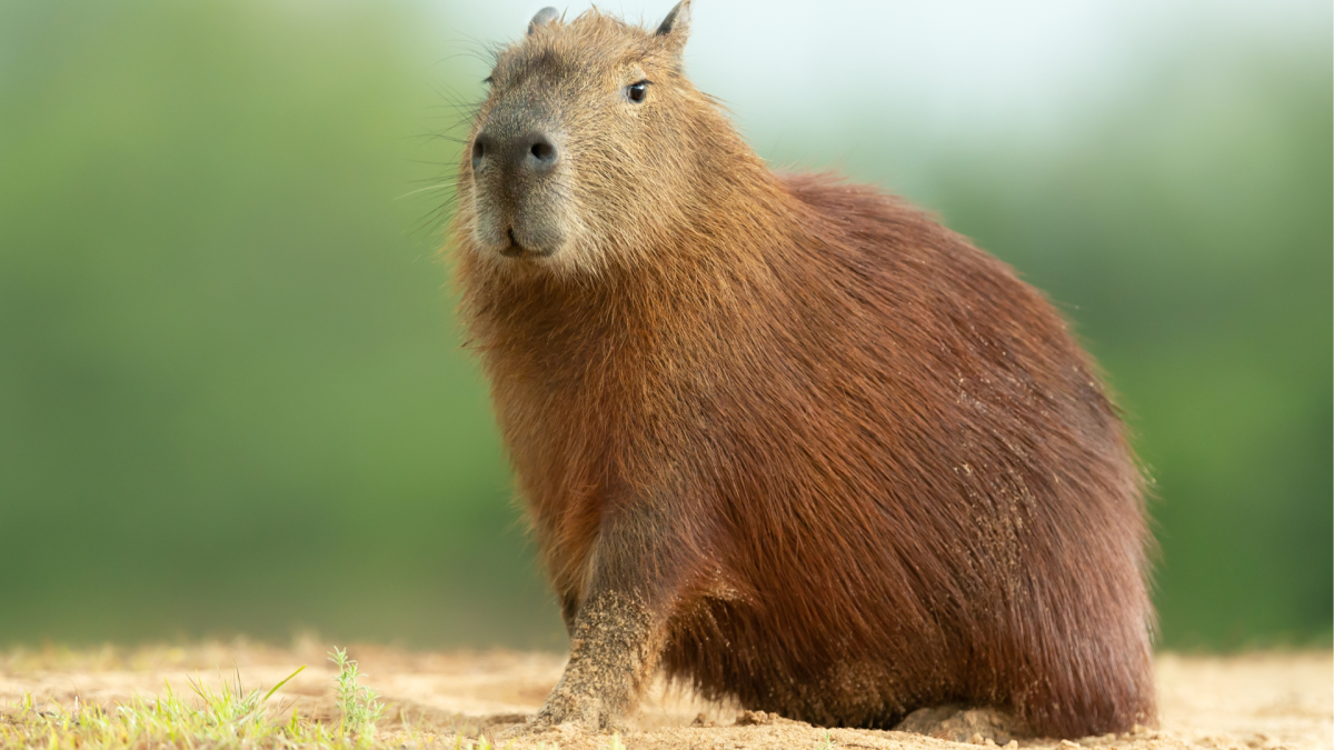 Herd of Capybaras Strolling Perfectly in Line Like Soldiers Is Cracking People Up
