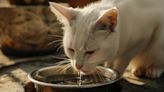 Consejos para mantener a tu gato hidratado, ¿Cómo hacer que beban agua durante una ola de calor?