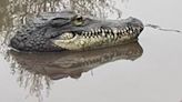 Crocodile cops sent to investigate turns out to be just a toy