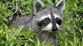 Clinton, Essex County health officials issue rabies warnings