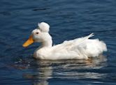 Crested (duck breed)