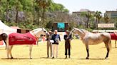 Una ganadería jerezana de Pura Raza Española obtiene los primeros premios de Serva 2024