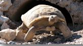 FIRST ON FOX5: Mojave Max emerges from burrow