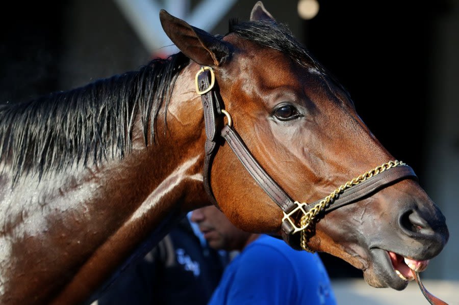Meet the 20 horses racing in Saturday's Kentucky Derby