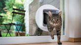 Looking for cat door alternatives? Here are 5 damage-free options