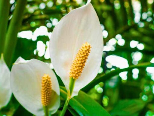 Peace lilies will produce bigger blooms when fed five unusual kitchen scraps