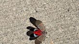 Spotted lanternfly: When will they be back and what to know about them