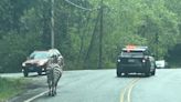 3 zebras captured, 1 loose after escaping trailer in North Bend near I-90