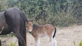 Corolla Wild Horse Fund celebrates first foal of 2024