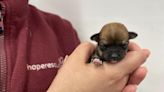 Stark rise in abandoned 'pandemic puppies', warns charity