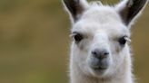 A Hidden Defense Inside Llamas Could Be The Secret to Fighting HIV