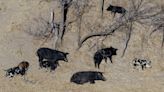 Canadian ‘super pigs’ threaten to invade US