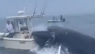 Watch: Whale Capsizes Fishermen's Boat; Coast Guard, Good Samaritans Rush To Rescue