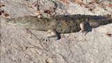 Descubren en la Florida un raro cocodrilo americano mucho más al norte de lo esperado