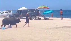 Los Cabos tourist refuses to back away from bull, pays the price