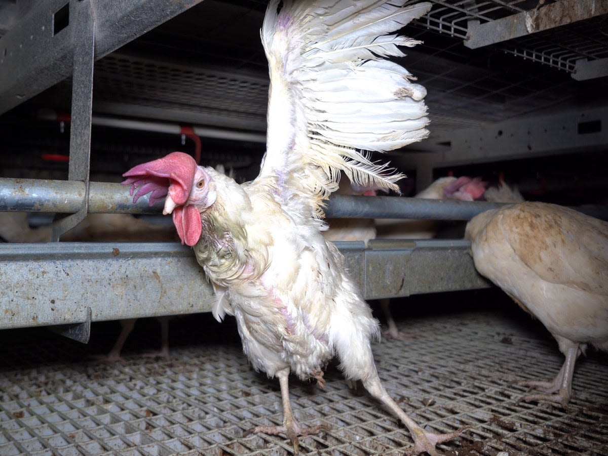 Hens found suffering at free-range RSPCA-backed egg farms supplying M&S and Tesco, activists say