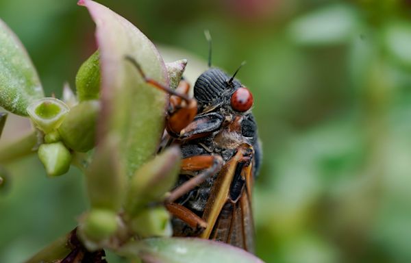 Cicadas are out in Alabama: Latest on Brood XIX sightings; see full 2024 US emergence map