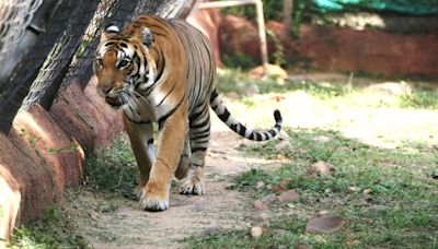 Five-year-old tigress dies of illness at Sri Venkateswara Zoological Park in Tirupati