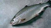 Salmon’s Getting More Expensive. Blame Bloodsucking Sea Lice.