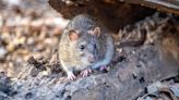 Yelp Data Reveals the Most Rodent-Infested Places in the United States