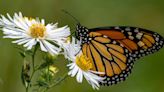 What you can do to help save the monarch butterfly. Yes, it is endangered.