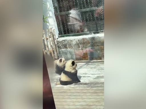 Chinese zoo paints dogs black-and-white to look like pandas