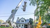 The city cut down her beloved elm tree. But might her effort save other Sacramento trees?