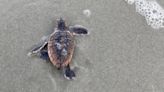 Idalia destroyed hundreds of sea turtle nests. Which SC beaches were hit hardest?
