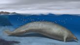 Blue whale may be heaviest animal ever, scientists discover
