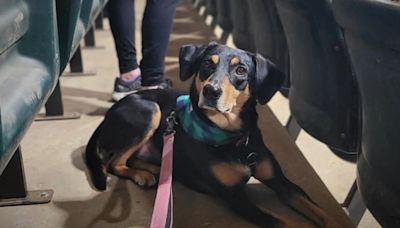 Westminster underdog steals hearts of crowd at 2024 show