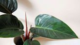 Rojo Congo Philodendron Is a Standout Houseplant: Here's How to Care for It