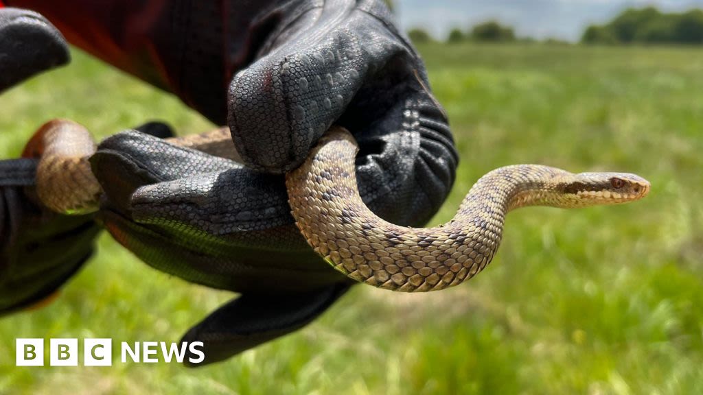 Adder warning issued in Devon after two people bitten