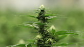 Minnesota regulators destroy $278,000 worth of raw cannabis flower