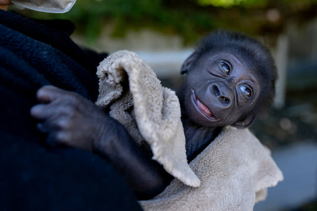 Baby gorilla will leave Seattle's Woodland Park Zoo, maternal bonding fails