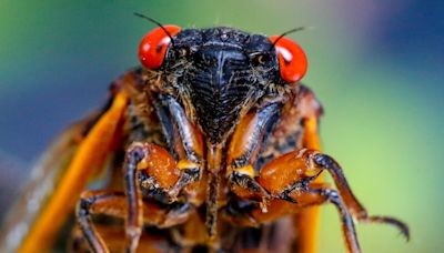 The cicadas are coming. Frustrated Americans should join them by screaming, too.