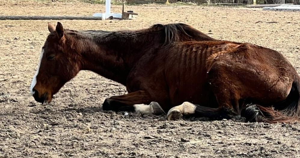 Goochland horse farm owner gets 100 days for animal cruelty