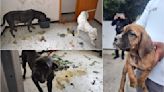 Entre excremento y trapos sucios rescatan a mascotas de agresores de maestra de kínder en Cuautitlán