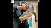 Owner abandoned alligator in plastic bin, NJ shelter says. Now it’s getting a new home