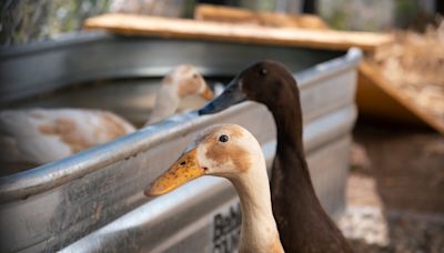 Pet Duck Hops for Joy Over Mealtime and It’s Absolutely Adorable