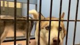 San Diego Humane Society declares state of emergency