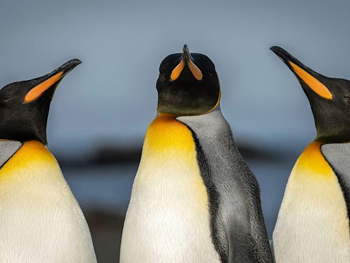 5 reasons why Linux will overtake Windows and MacOS on the desktop - eventually