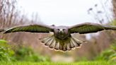 Wicklow trail runner’s warning after buzzard attack – it ‘slammed into my head with its talons’