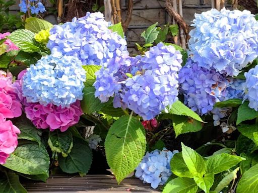 'Lazy' gardening tip will see hydrangeas 'thrive'