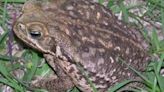 Beware of the 'Giant Toad' the village of Tequesta warns