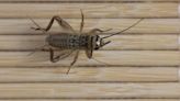 7 Easy Ways to Get Rid of Crickets Inside Your House