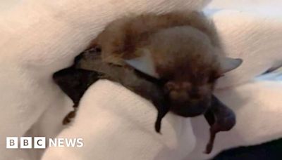 Baby bat returns to Highlands after hiding in holiday suitcase