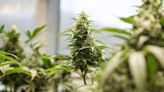 North Carolina tribe may legalize recreational marijuana use, expand dispensary sales
