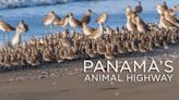 Panama’s Animal Highway Streaming: Watch & Stream Online via Paramount Plus