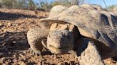 Mojave Max emerges from burrow at Las Vegas Springs Preserve